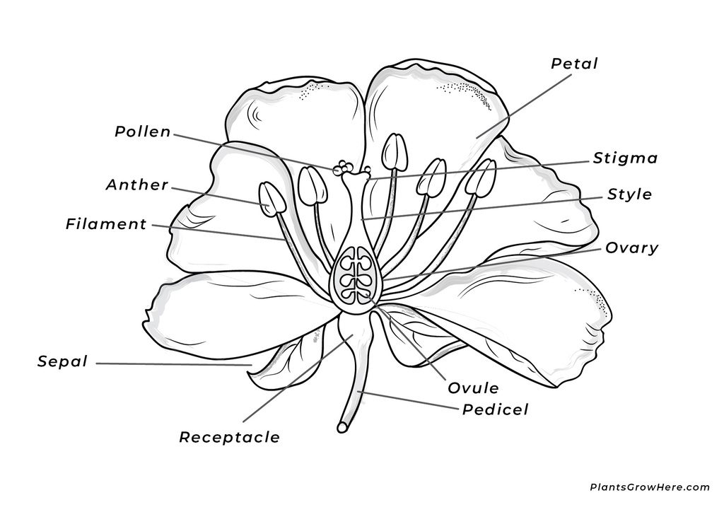 Flower diagram with sepals, petals, stamens and pistil
