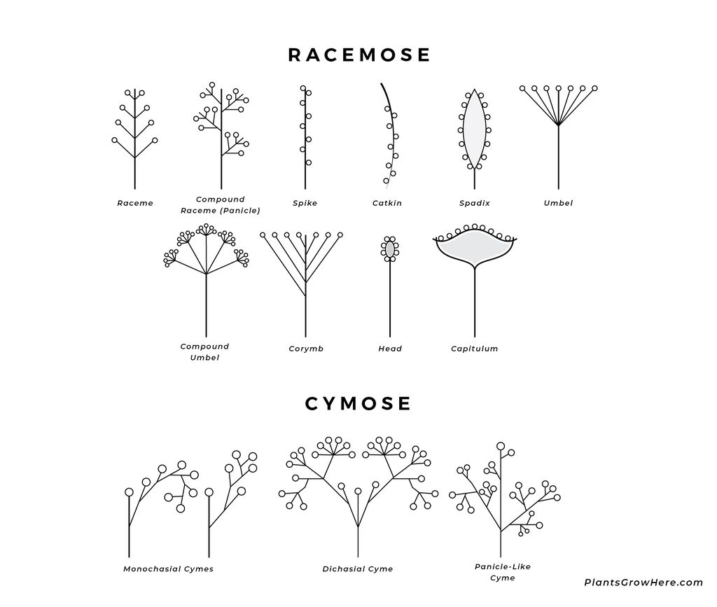Flower inflorescence diagram with raceme and cymose