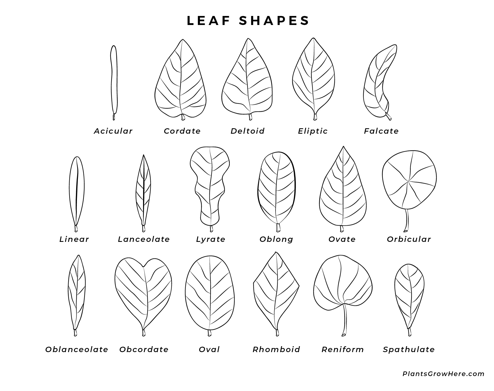 Identifying Plants With Leaves, Flowers And Beyond - Hort People