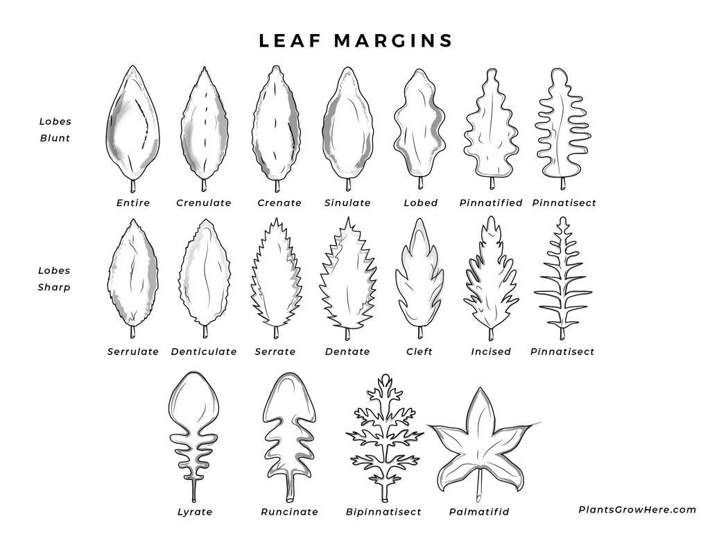 Leaf margin diagram for plant identification