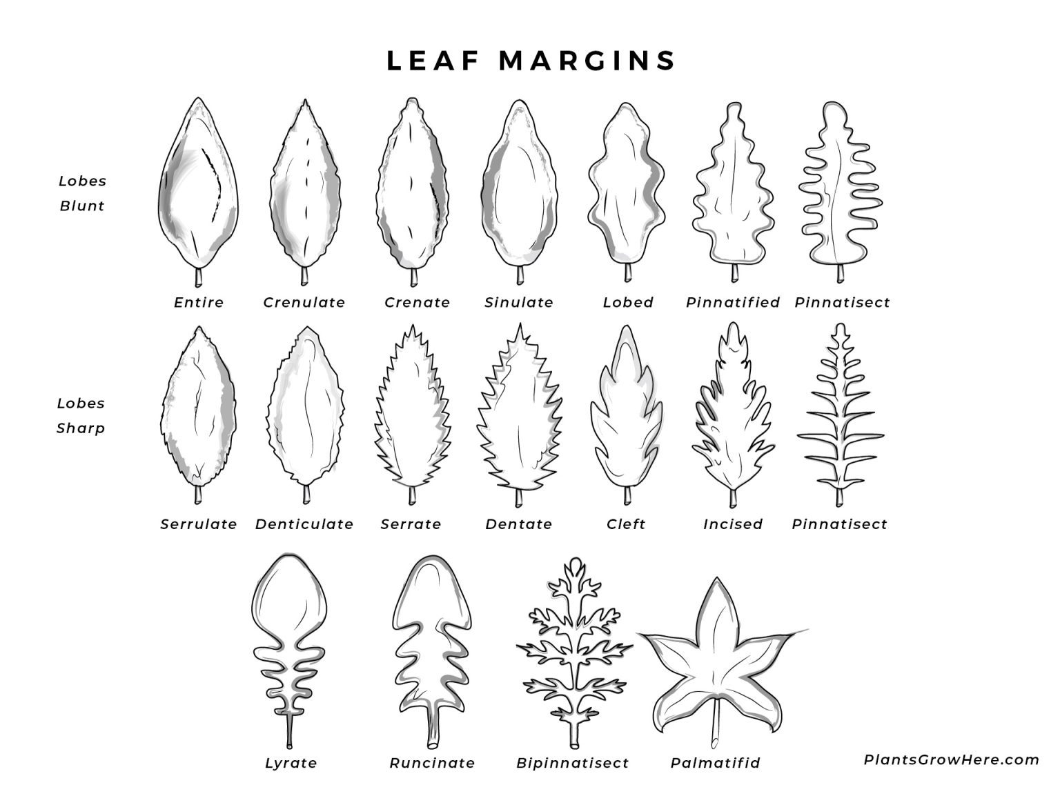 Identifying Plants With Leaves, Flowers And Beyond - Hort People