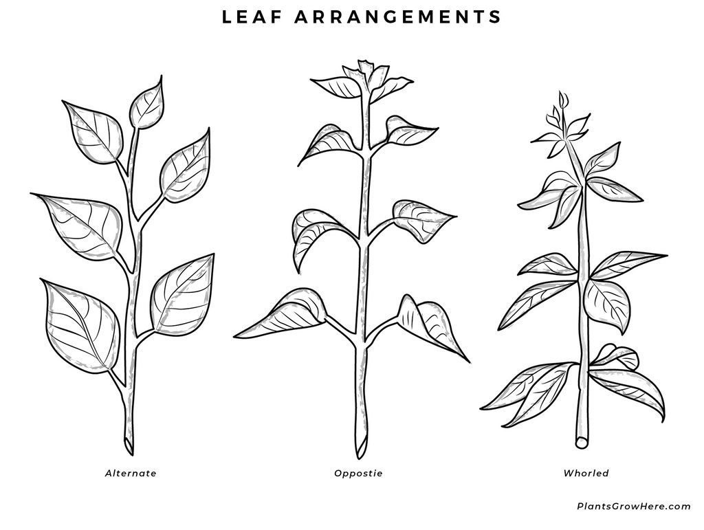 Leaf arrangement diagram for plant identification