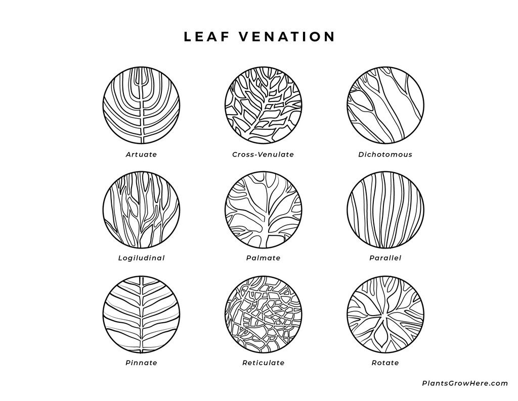 Leaf venation diagram for plant identification
