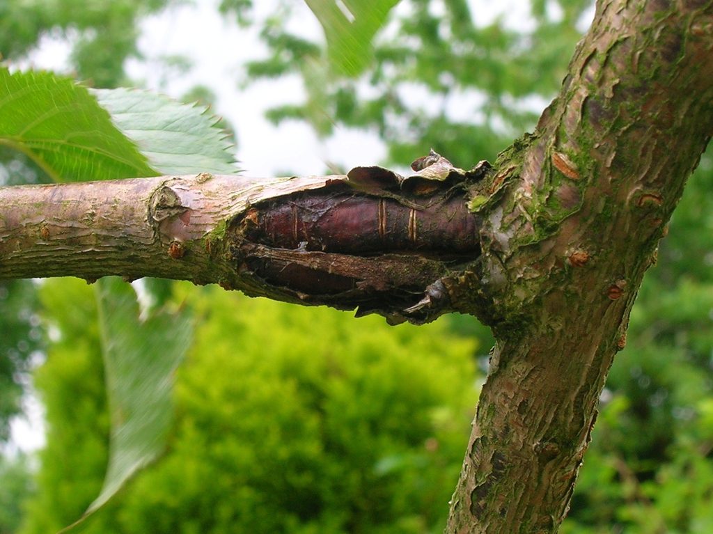 Bacterial canker on cherry tree