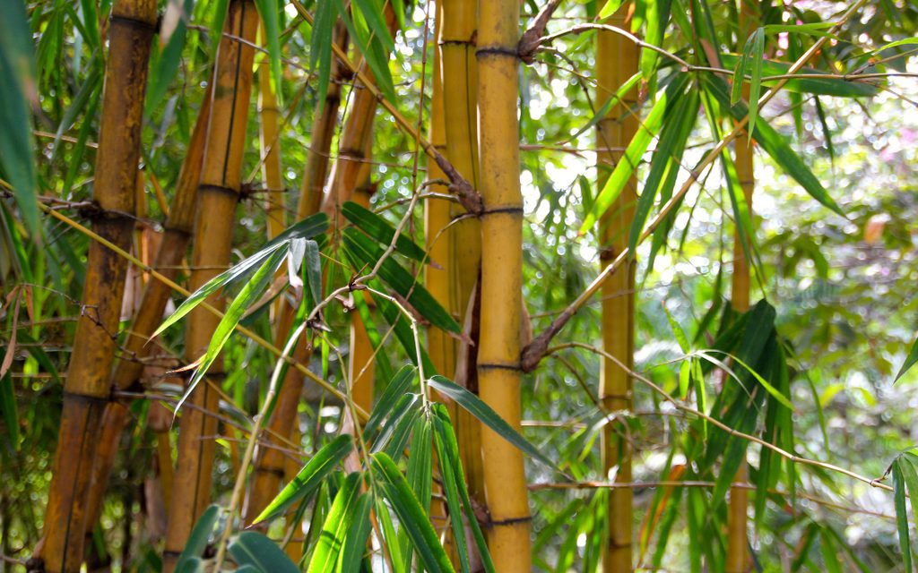 Bamboo node lateral shoots