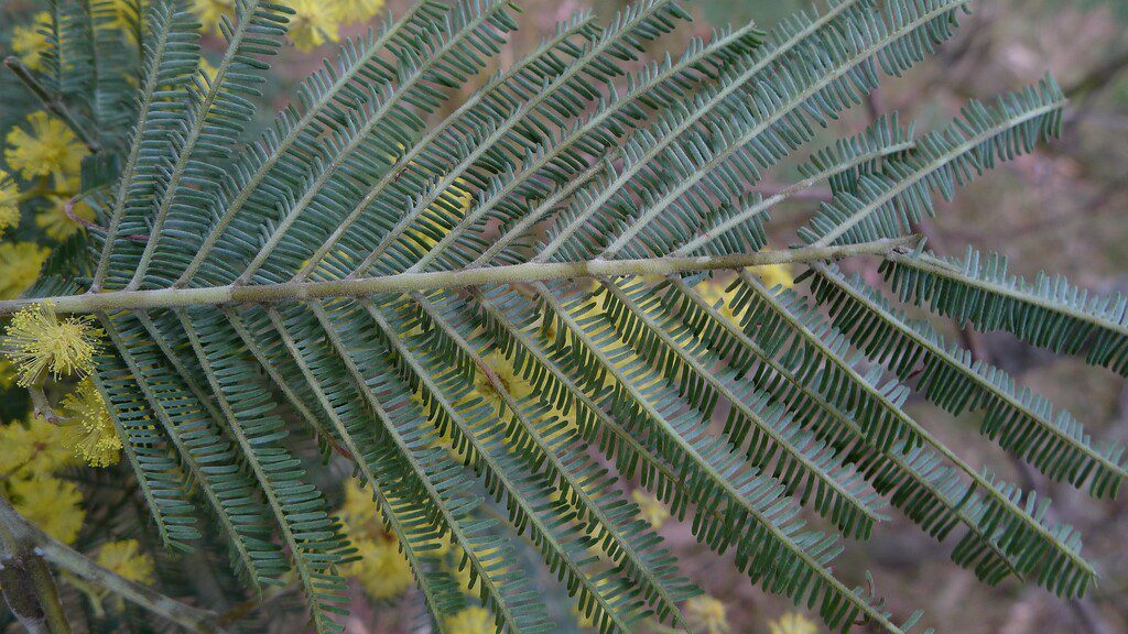 Bipinnate compound acacia leaf for plant identification