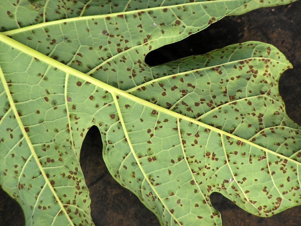 Black spot leaf fungal disease, Asperisporium caricae