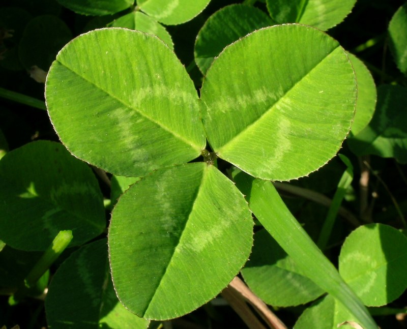 Clover trifoliate leaf for plant identification