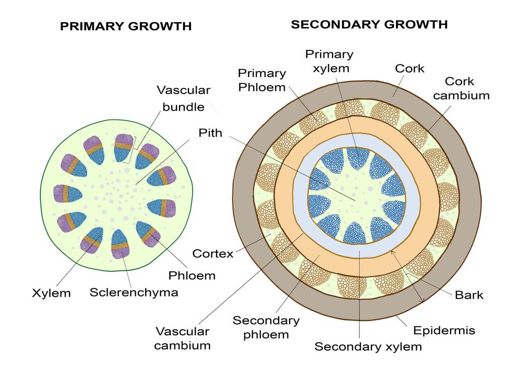Dicot primary and secondary vascular lateral growth