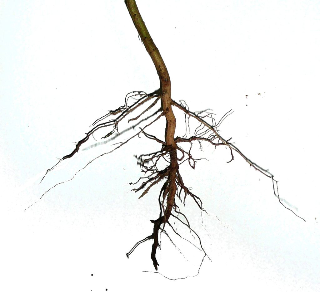 Dicot tap root with lateral roots