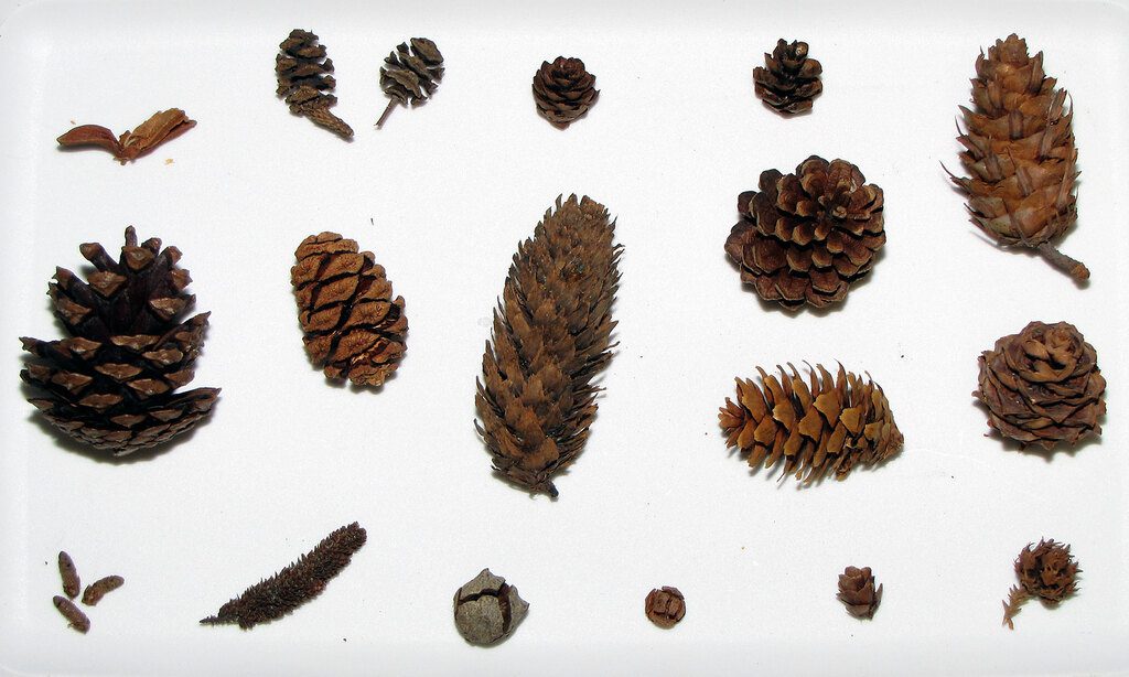 Various gymnosperm cones