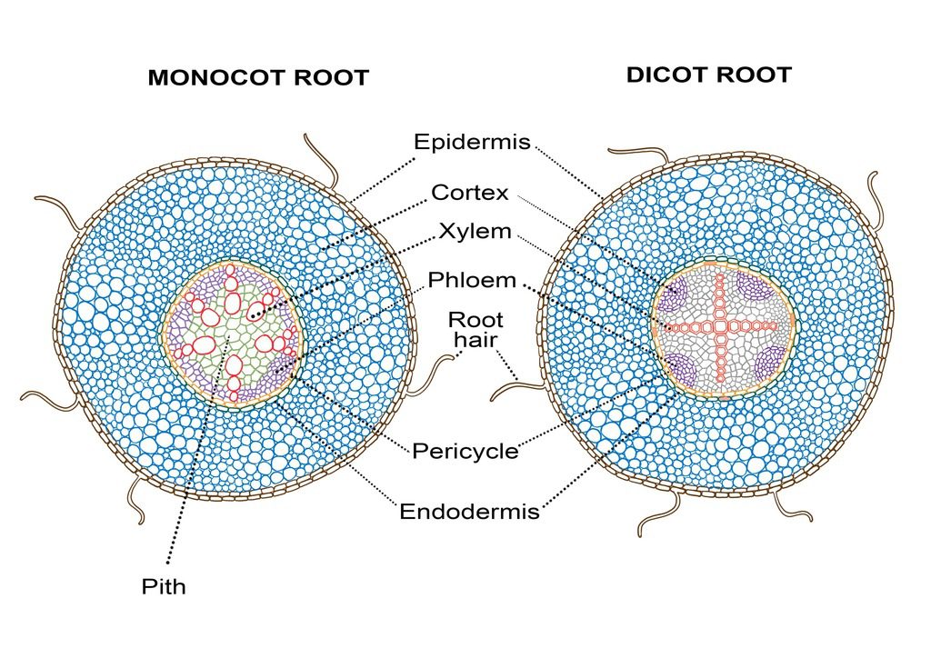Monocot and dicot root vascular bundle diagram
