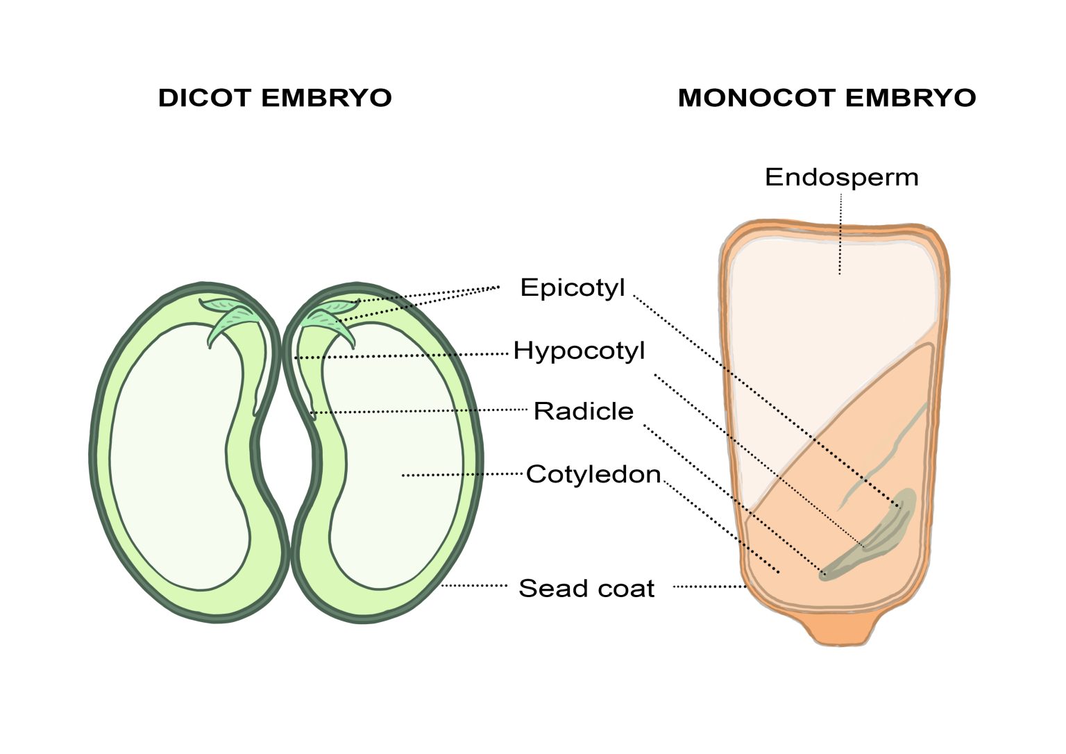 Monocots vs. Dicots, With Diagrams Hort People