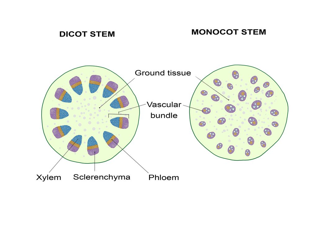 Dicot vs monocot vascular tissue diagram