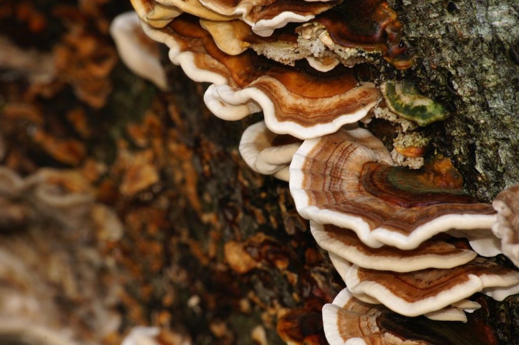 Mushrooms on bark indicating fungal decay
