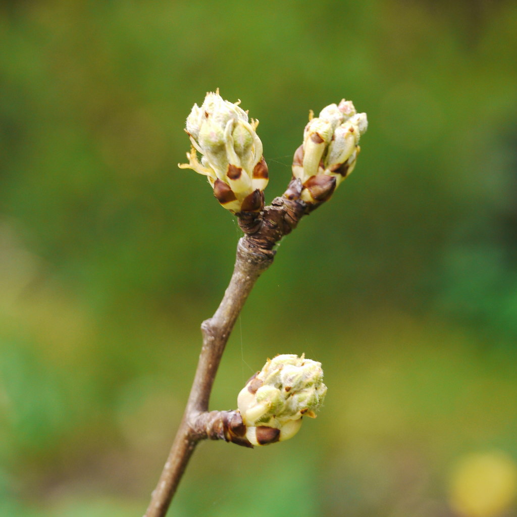 Ornamental pear buds spring