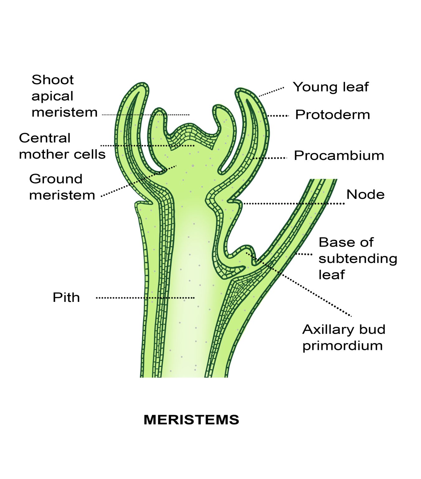 Nodes And Internodes - Hort People