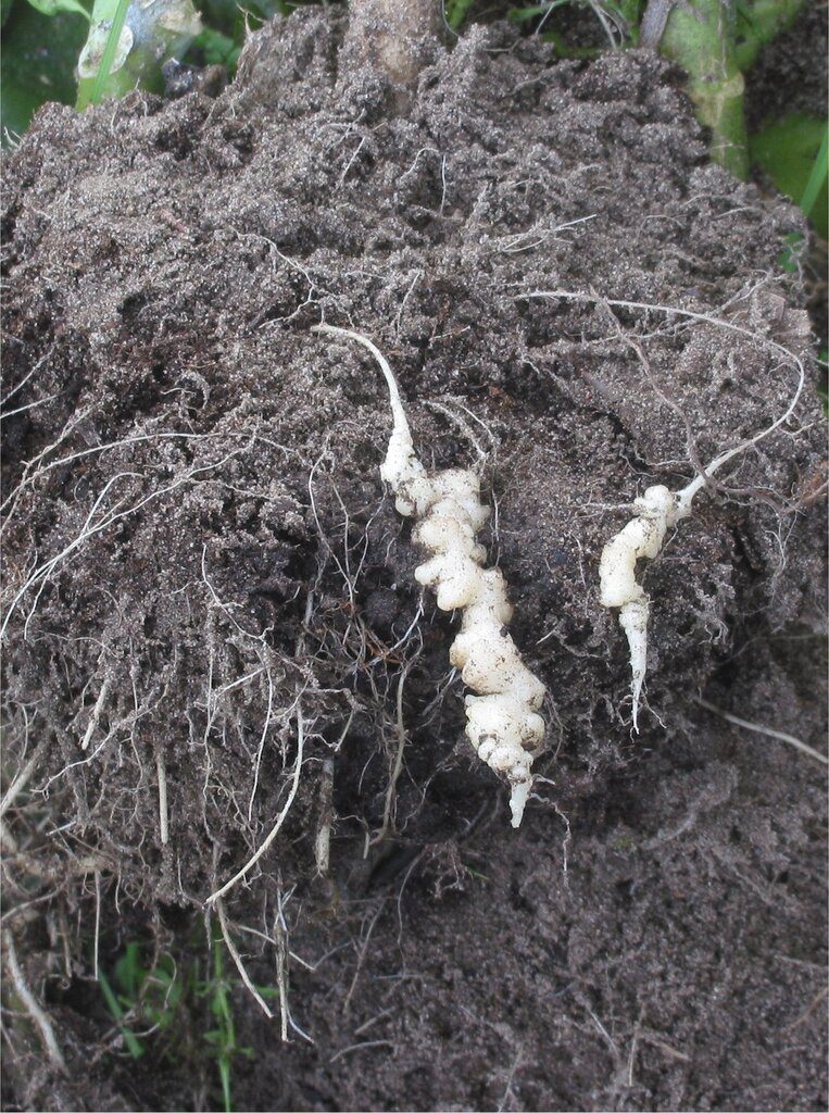 Clubroot fungal disease in cauliflower root