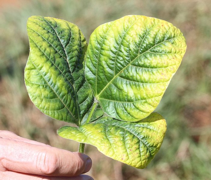 Potassium-deficient soyabean with chlorosis yellow leaf margins