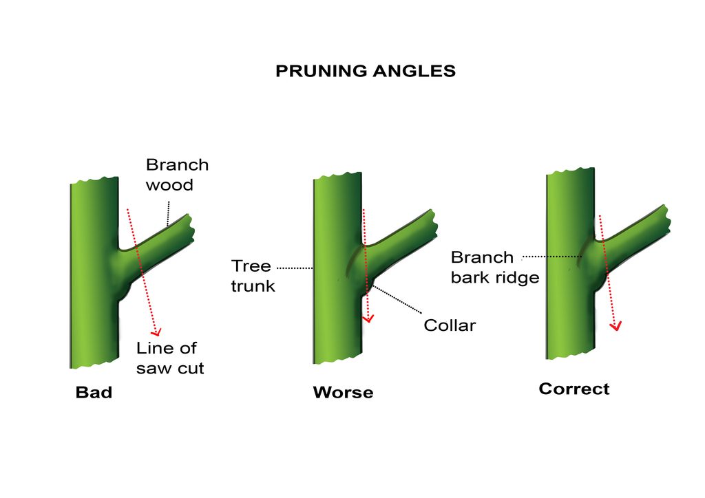 Branch collar pruning diagram
