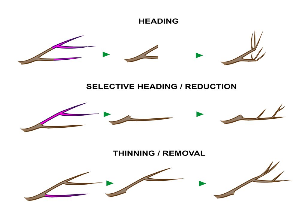 Pruning method diagram - selective heading, non-selective heading, removal cuts
