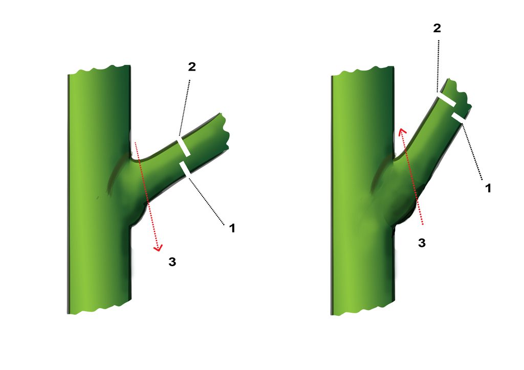 3 cut pruning method diagram