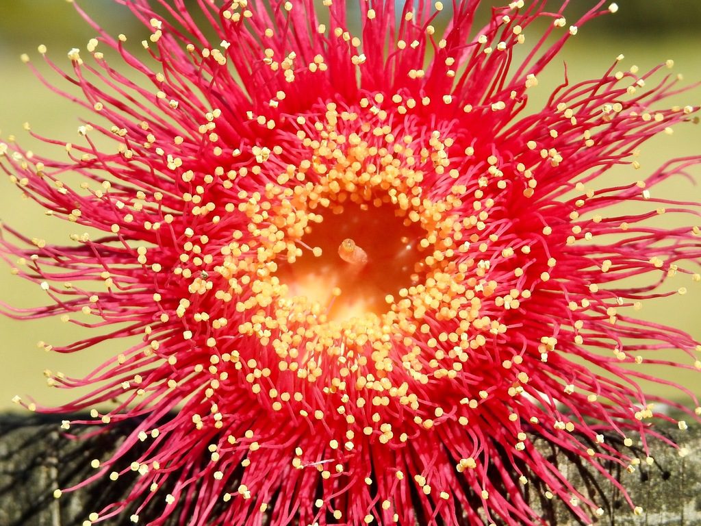 Red eucalyptus flower with fuzzy stamens for plant identification