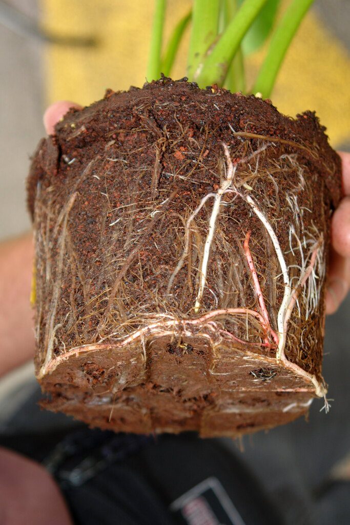 Root rot fungal disease in pot plant