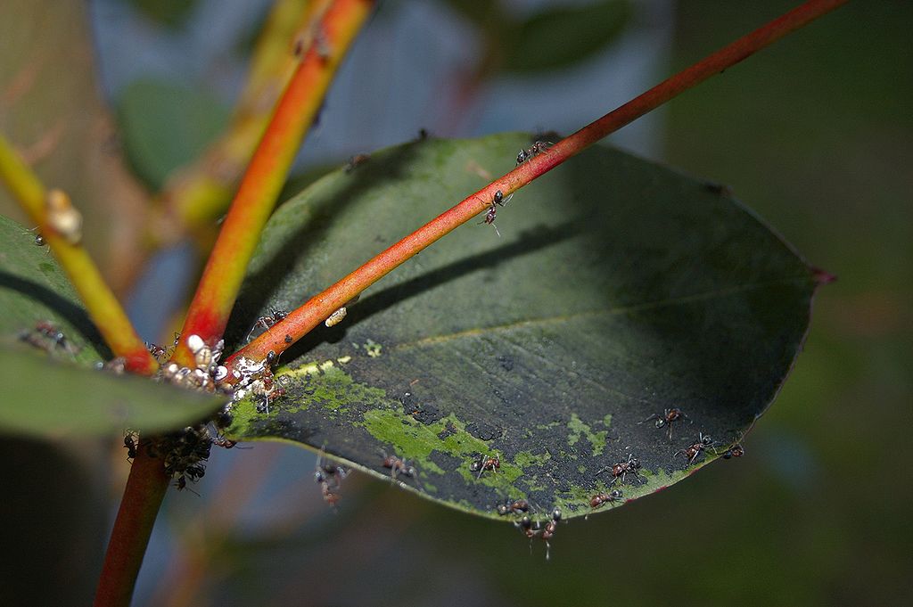 Sooty mold and scale insect pests on eucalypt leaves