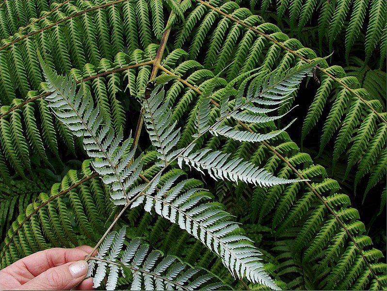 Silver fern leaves, a type of pteridophyte 