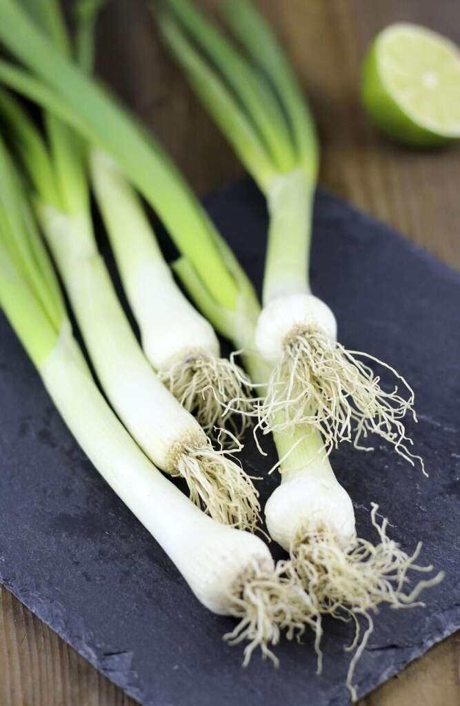 Spring onion monocot basal fibrous roots