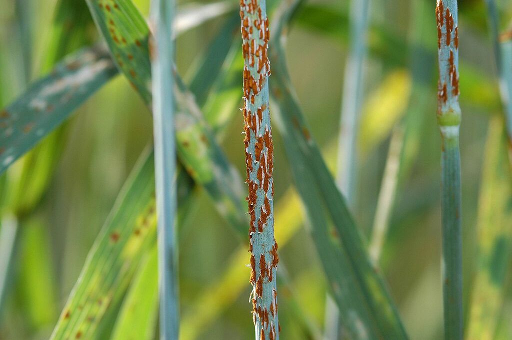 Stem rust fungal disease on wheat plant