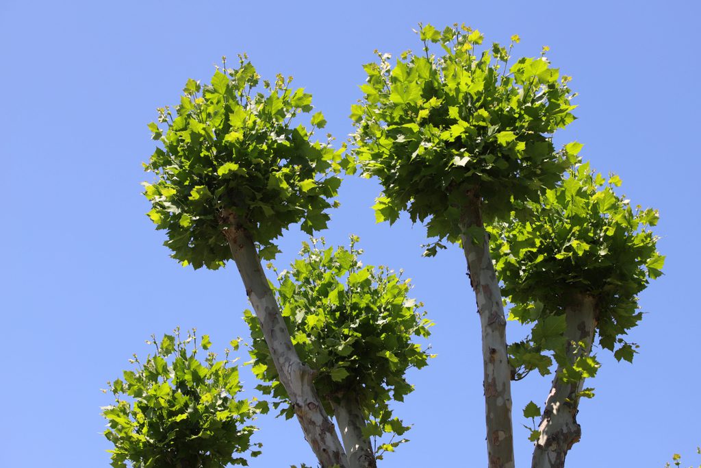 Mal-pruned lions-tailed plane tree