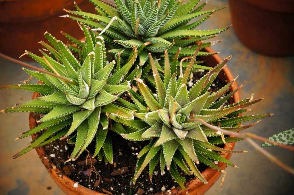 Succulent plants in a terracotta pot
