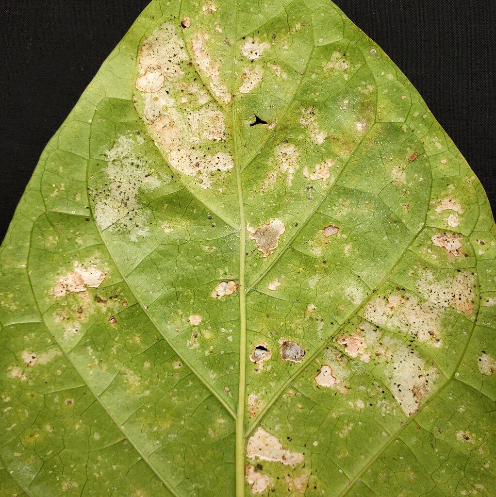 Thrip insect pests feeding on a leaf, with visible frass