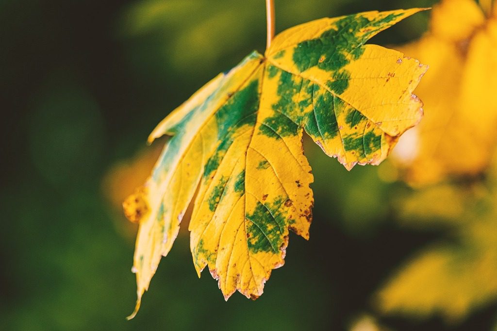 Healthy yellow autumn maple leaf