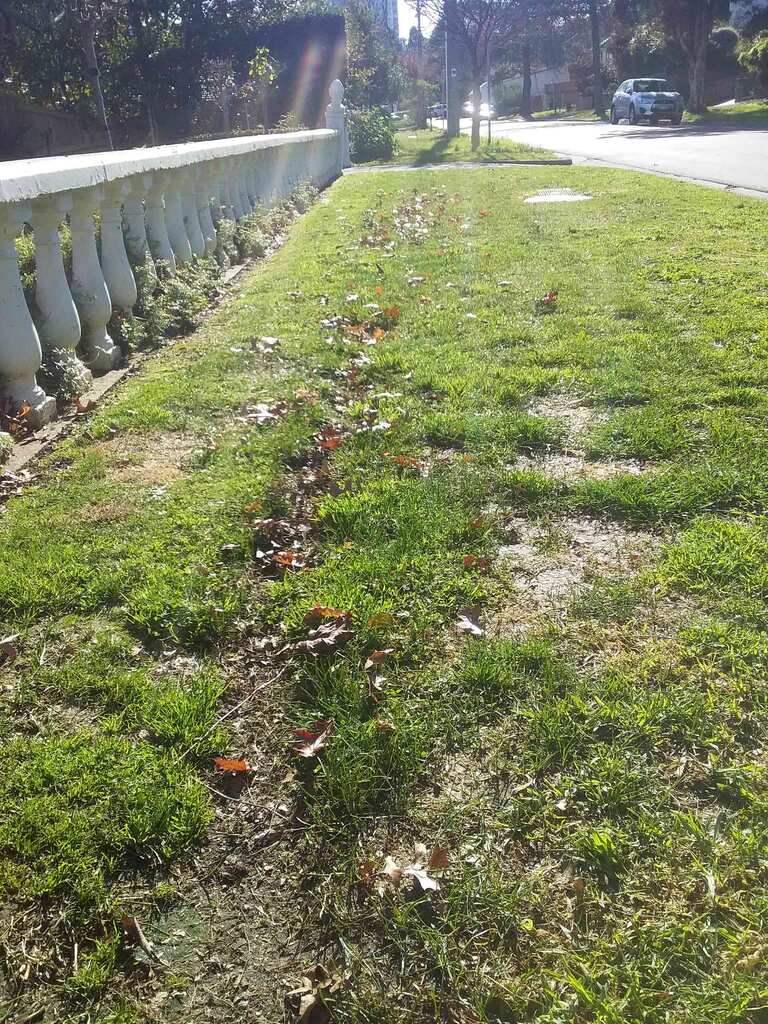 Lawn with leaf debris due to anti-clockwise brushcutter operation