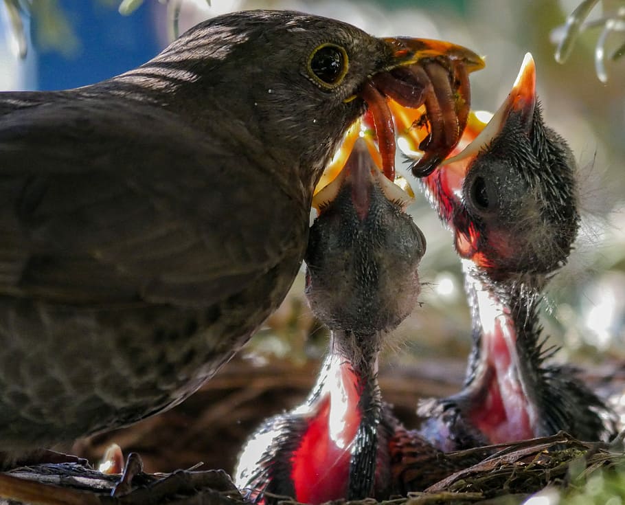 Bird feeding soil-dwelling worms to chicks