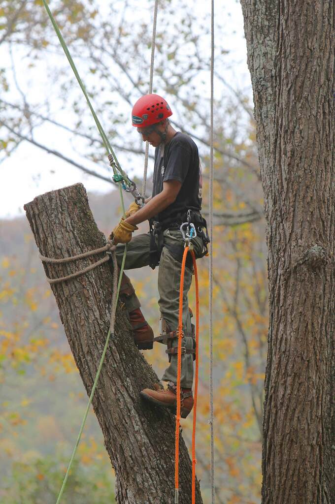 Arboriculture career tree surgeon climbing with ropes