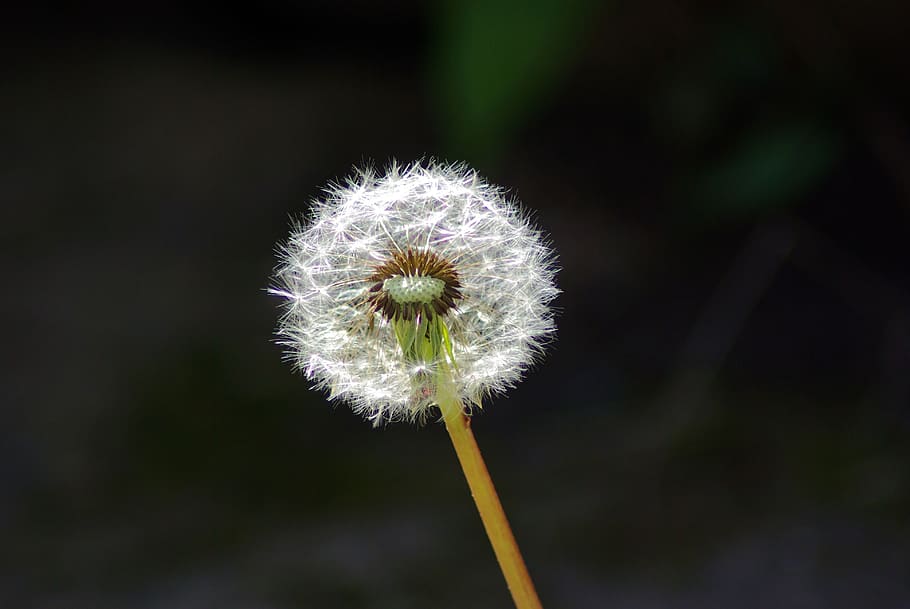 Dandelion seed head with achenes for plant identification