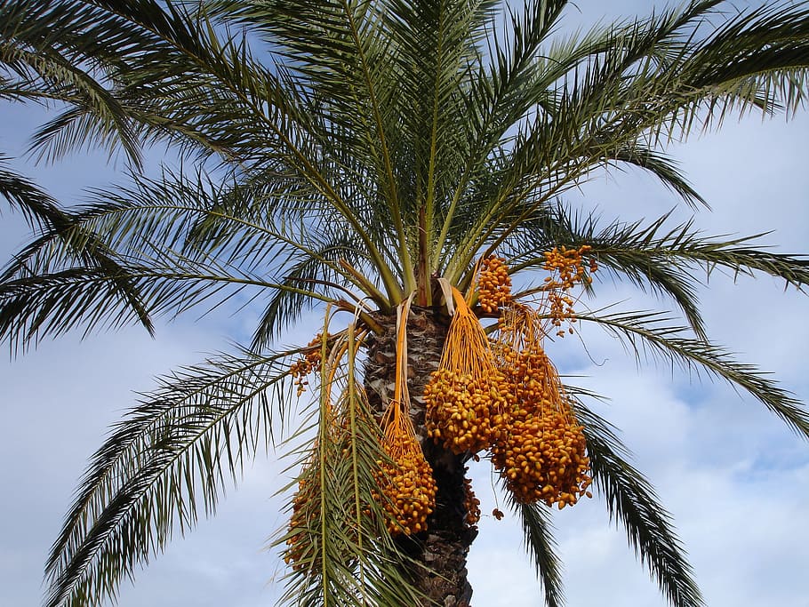Date palm with pinnate compound leaves for plant identification