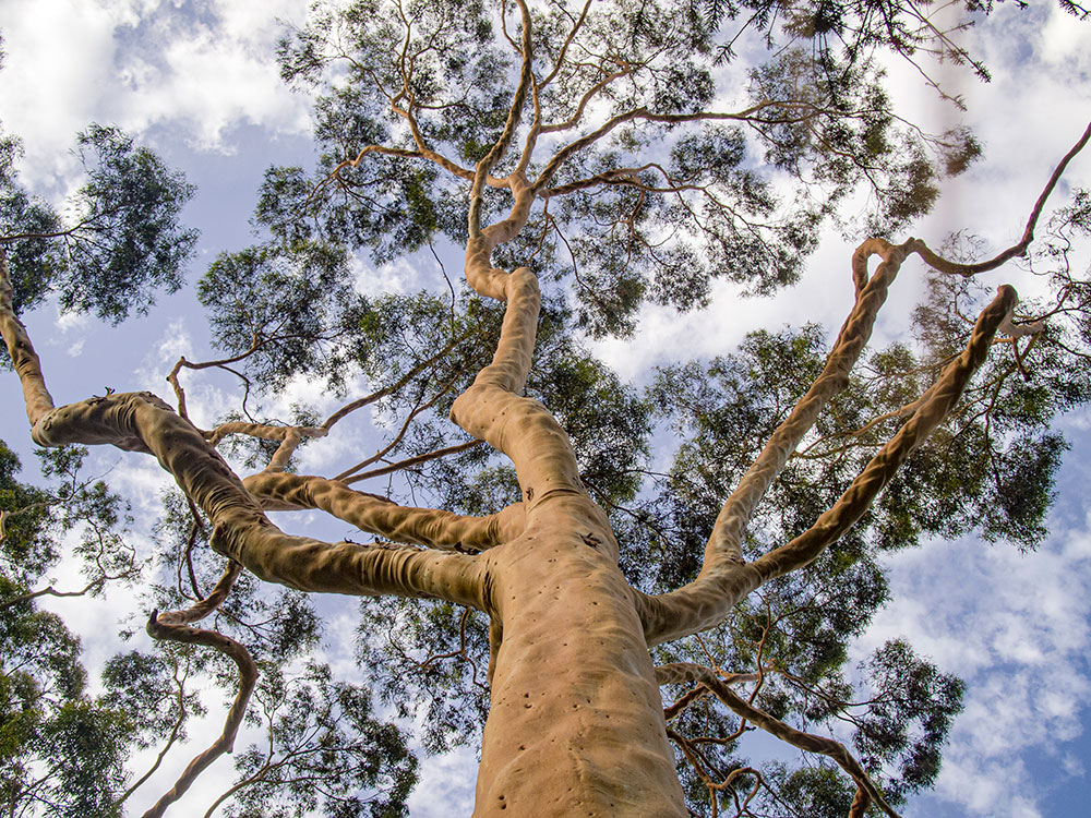 Tall eucalyptus tree dicot