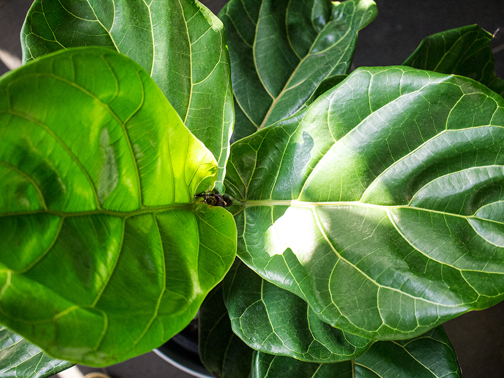 Watered fiddle leaf fig indoor plant