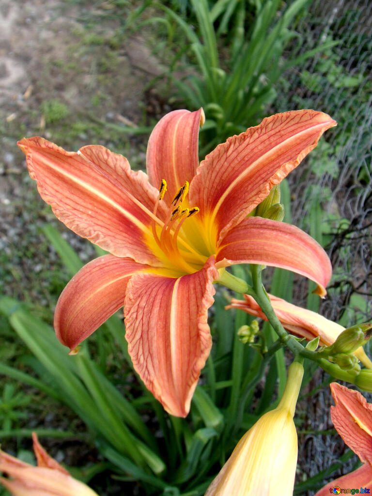 Lily monocot flower