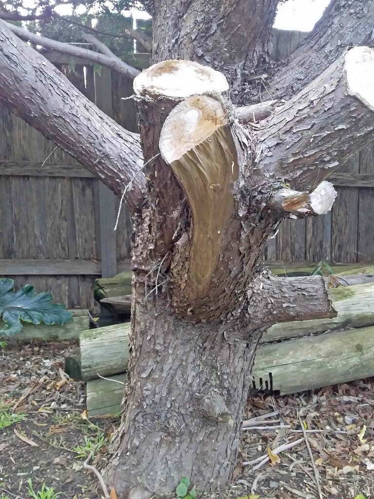Ripped bark due to mal pruning