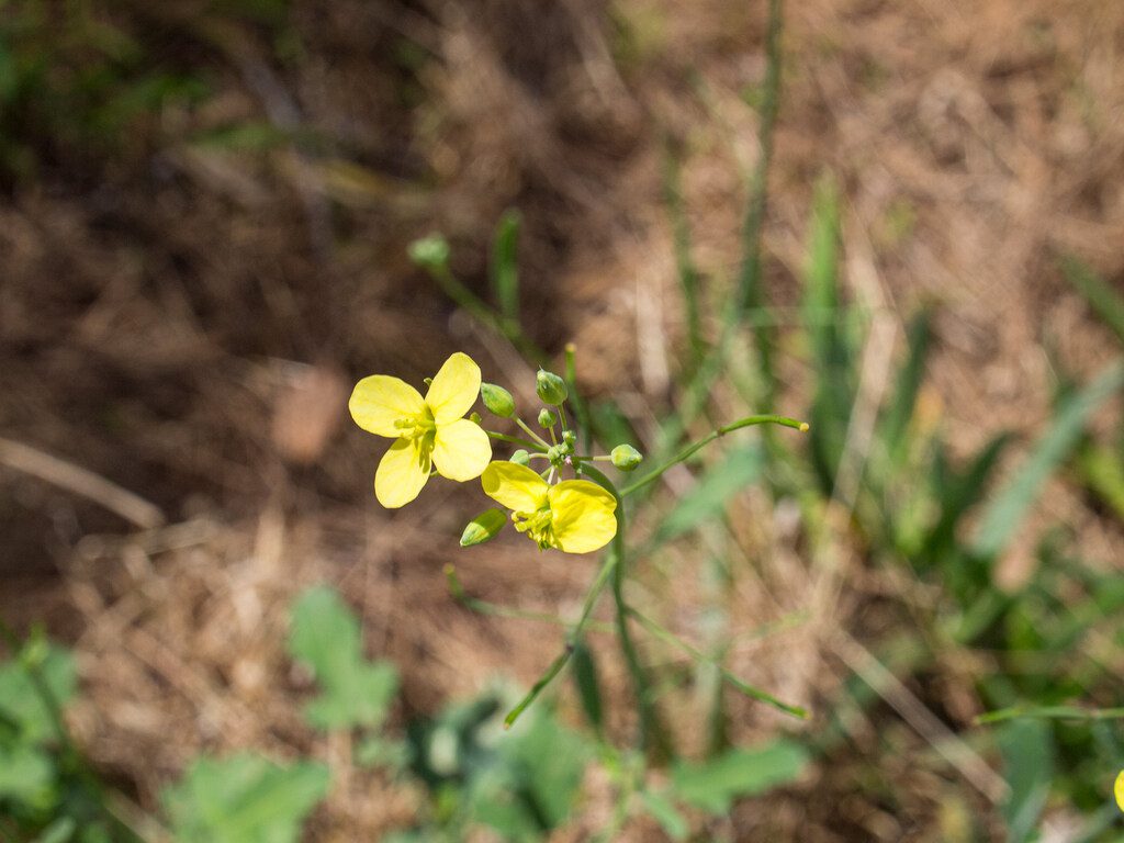 Mustard weed dicot flowers