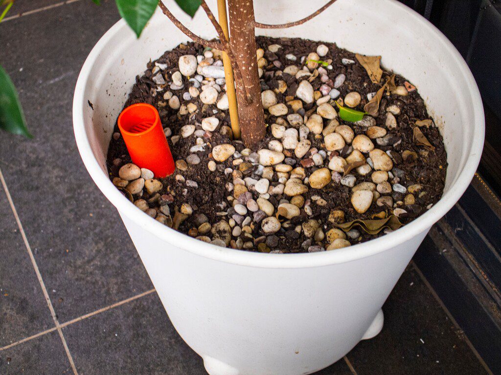 Self-watering indoor ficus pot plant