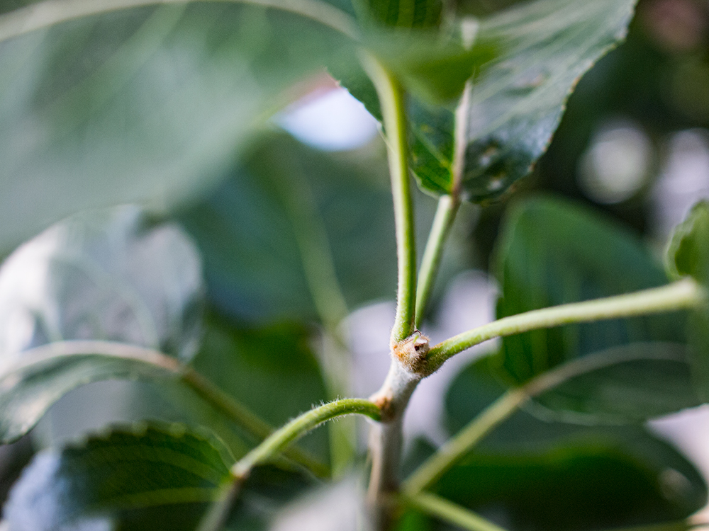 Ornamental pear apical bud branch tip