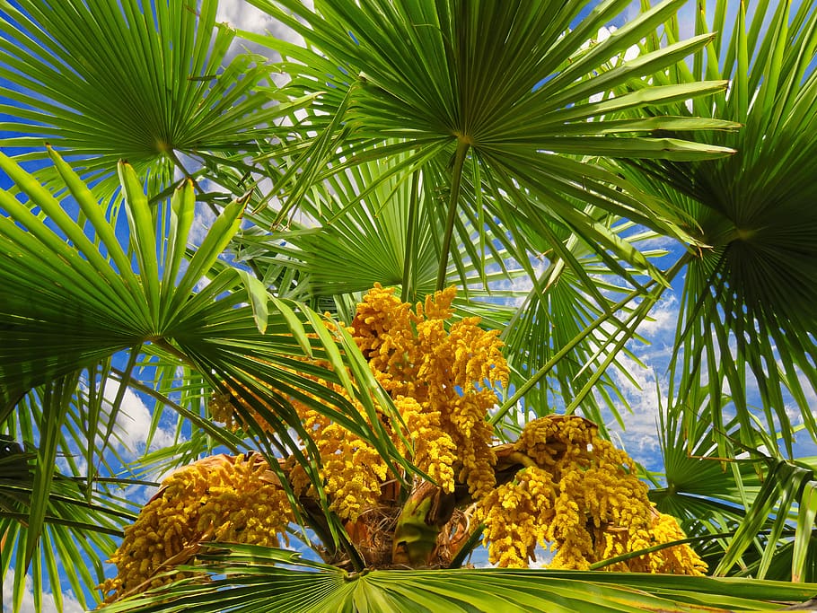 Palmate compound leaves on palm tree for plant identification