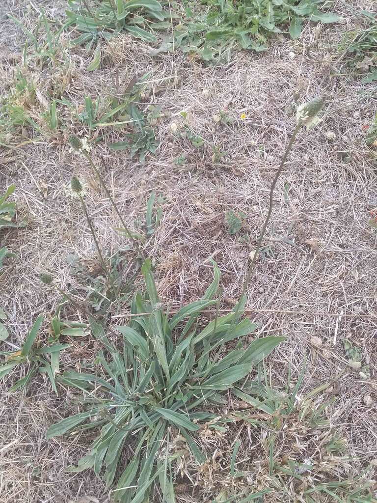 Narrowleaf plantain weed